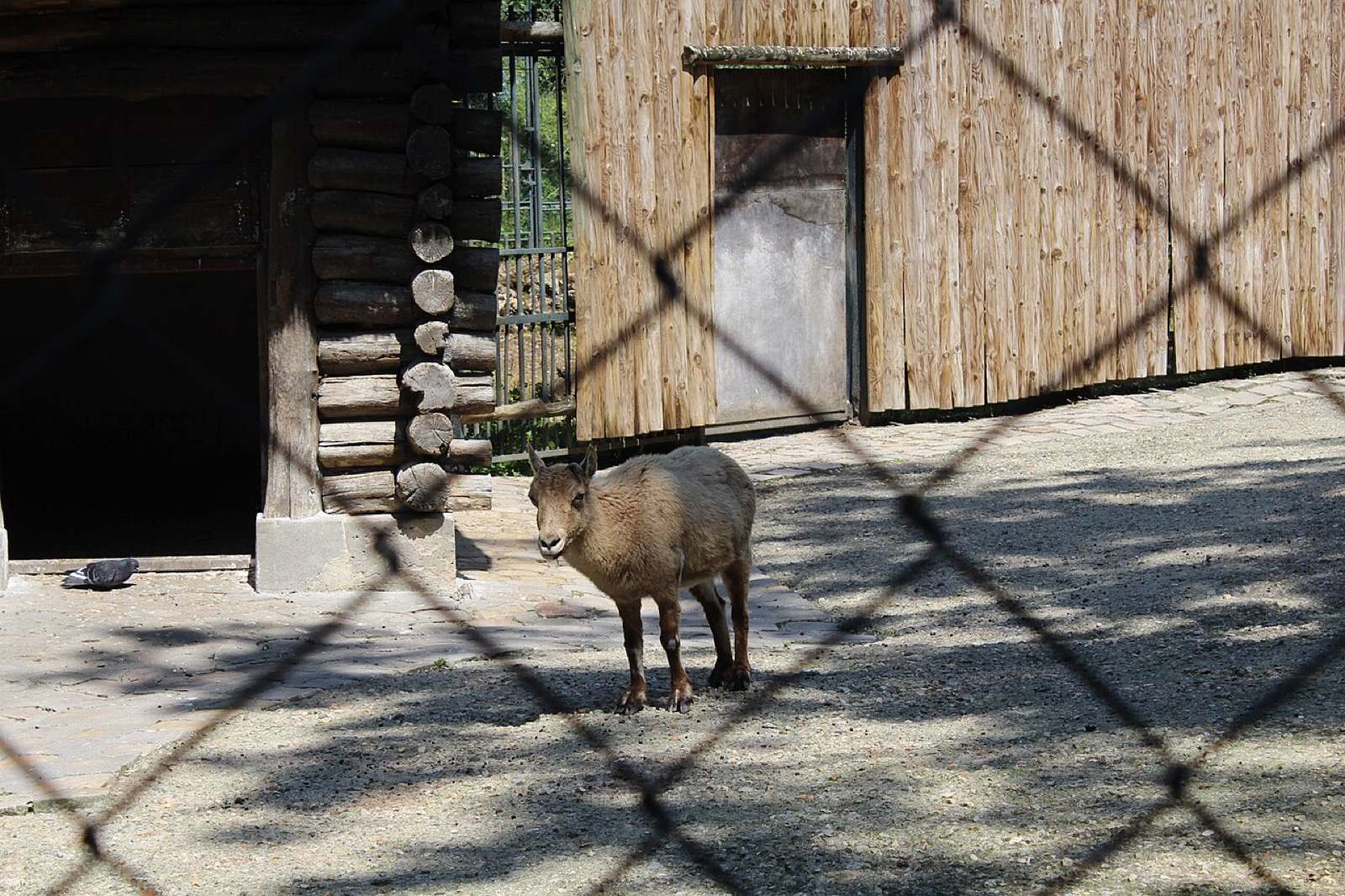 Tur kavkazský západní s mohutnými zahnutými rohy